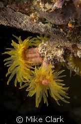 Coral found on a night dive in Dahab.
Nikon D70 60mm len... by Mike Clark 